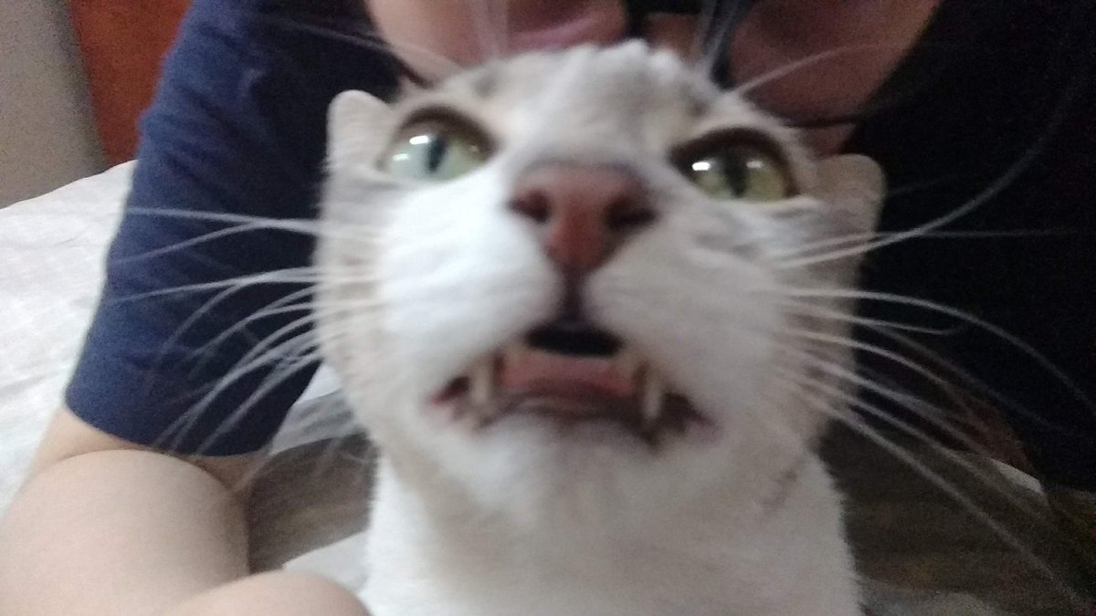 Pi0meep's tweet photo. @Sotrixxxxxx @chicotraumado Te amo sofi, ahí te manda una sonrisita (auxilio) https://t.co/qjHGPhC6kd