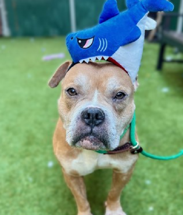 NMBewitched's tweet photo. What?! 
I heard a rumor 
It can not be true 

My crush, Triceratops has no apps
How can this be? 
5yrs, perfect age 
Plays dress up, reluctantly
Best grumpy face, carries stuffies, love walkies  
https://t.co/DPiSmCiakK
66 days at #NYCACC 
#AdoptMe #RescueMe #FosterMe https://t.co/U7mcmdBZjF