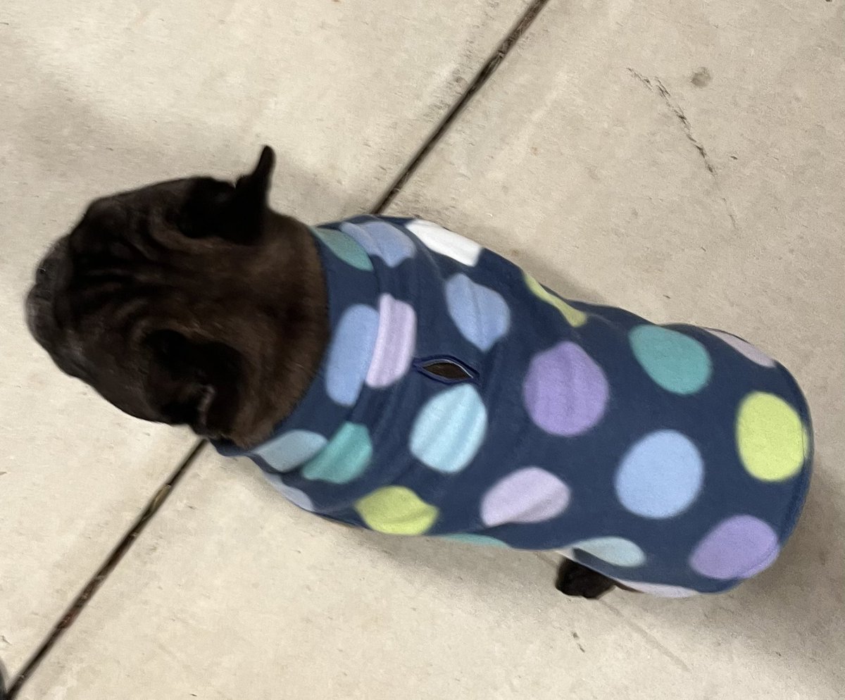 It’s Navy Polka Dot weather here at The Fab Frenchie. Cool and Rainy. What’s your weather like today? 

thefabfrenchieco.etsy.com