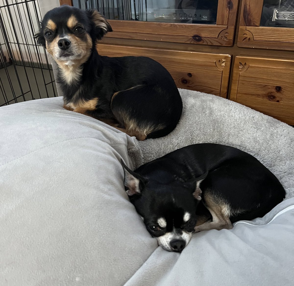 felice_dogs's tweet photo. 寒いね
布団かけてよ

＃チワワ #犬服 ＃ファッション #毎日日記 #felice https://t.co/rFZh0SxLN9