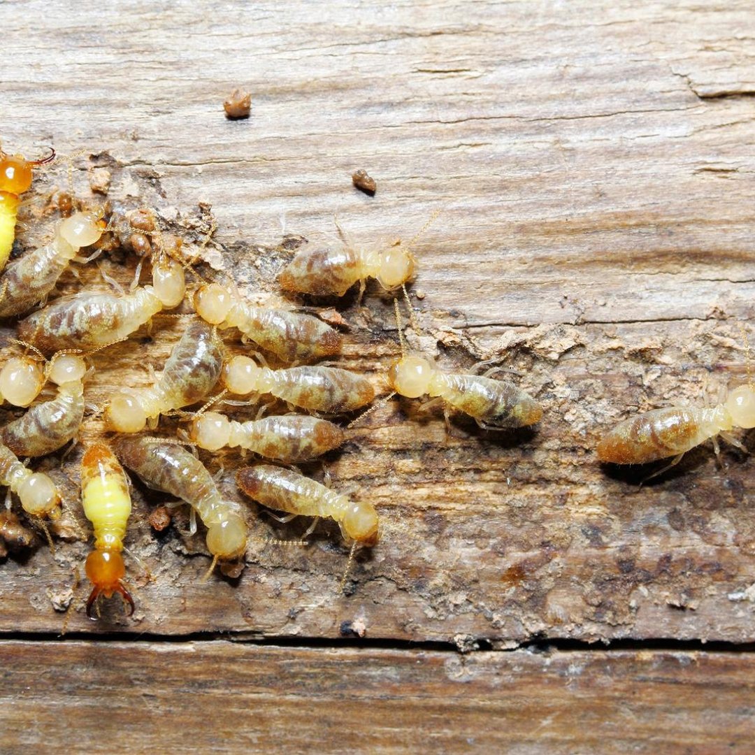Evolveinspect's tweet image. Protect your home from hidden threats! Evolve Property Inspections offers thorough termite inspections to identify infestations early. Schedule your inspection today for peace of mind! tinyurl.com/3rx5e3h3