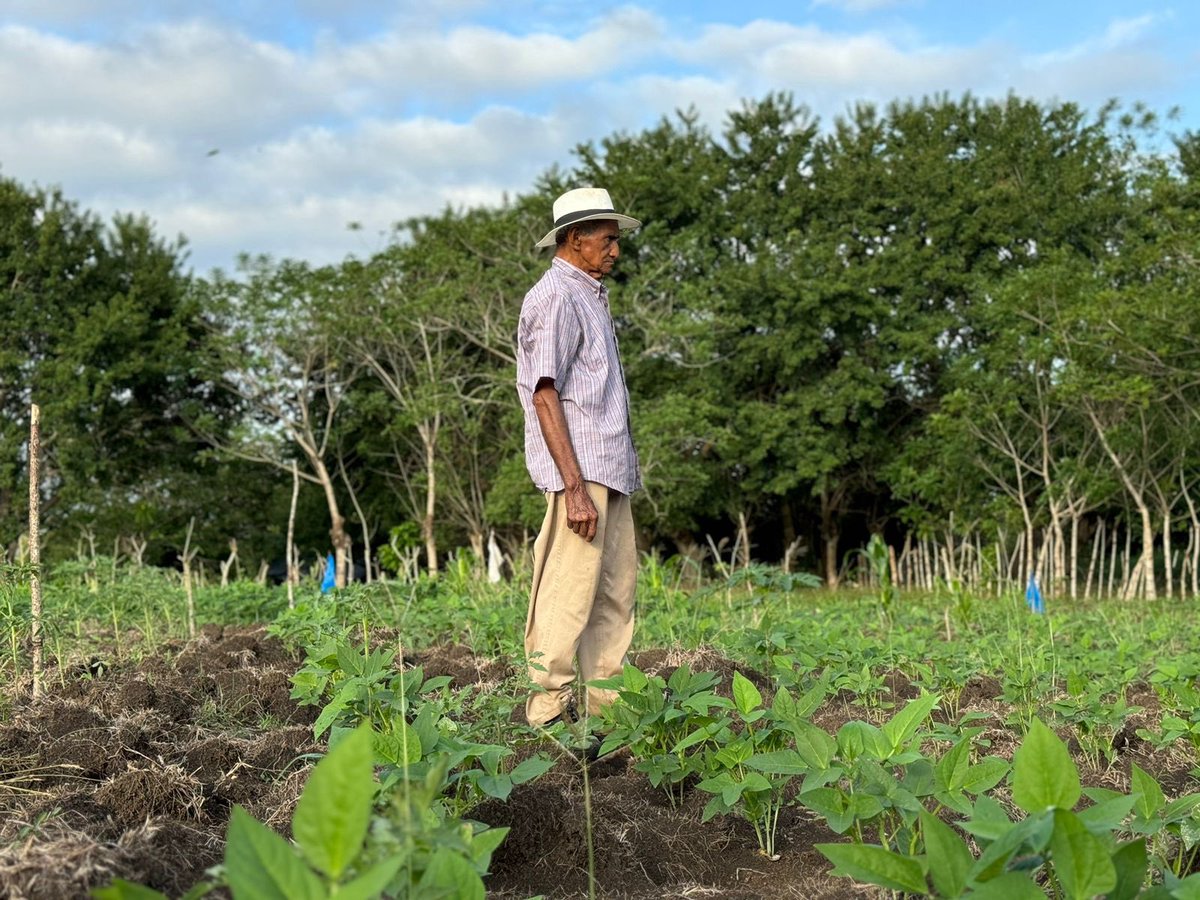 AndresAldanaPa's tweet photo. Qué alegría ver que nuestro plan de arados y semillas ya está dando frutos. Con este programa avanzamos en la consolidación de la economía solidaria local y la generación de ingresos de los pequeños productores sinceanos. 
¡El campo de Sincé es potencia! https://t.co/euLmlgbygF