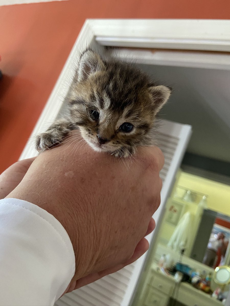 Jennifer Fitzgerald tweet media