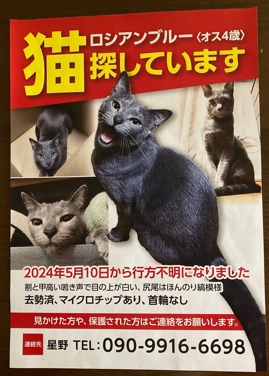 レミー 愛猫脱走 捜索専用アカウント🐱 tweet media