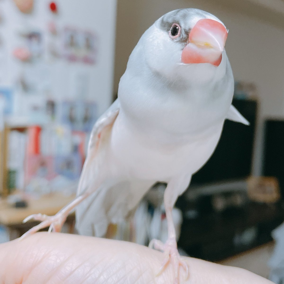 朝の、まーぶる🎵

おはようございまス.サー🌸

#buncho