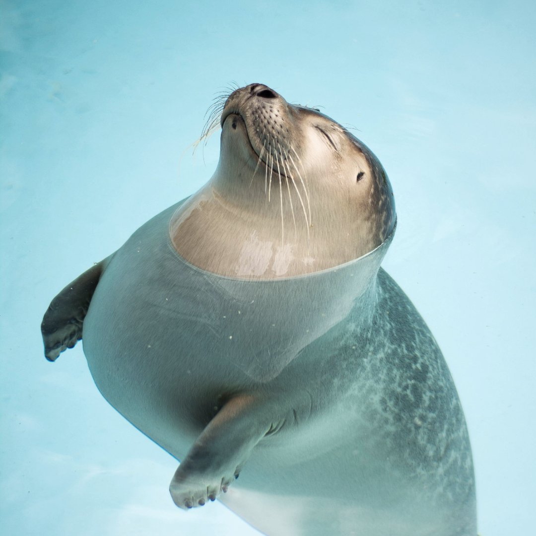 Sometimes the best medicine is a good laugh...and a good nap! 🦭💙 

#marinemammals #animalhospital #AnimalRescue #saveouroceans