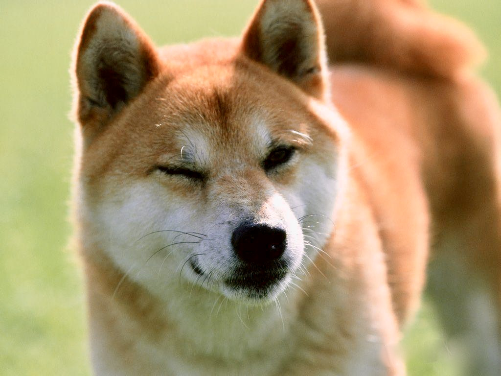 Oscar OG Shiba Inu tweet media
