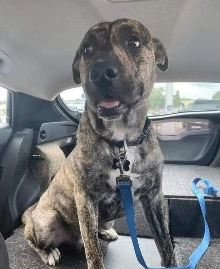 I went to a shelter to get a dog and saw this beautiful baby laying on the hard ground 😔

I made eye contact with him, he stood up and brought a tennis ball 🥎

I asked to see him and was told he had been returned twice because he was too wild and cried all the time. It broke my