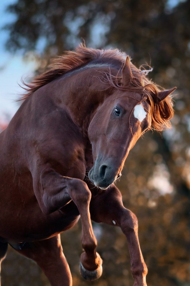 ♥️ 🐎   🥰 💕
