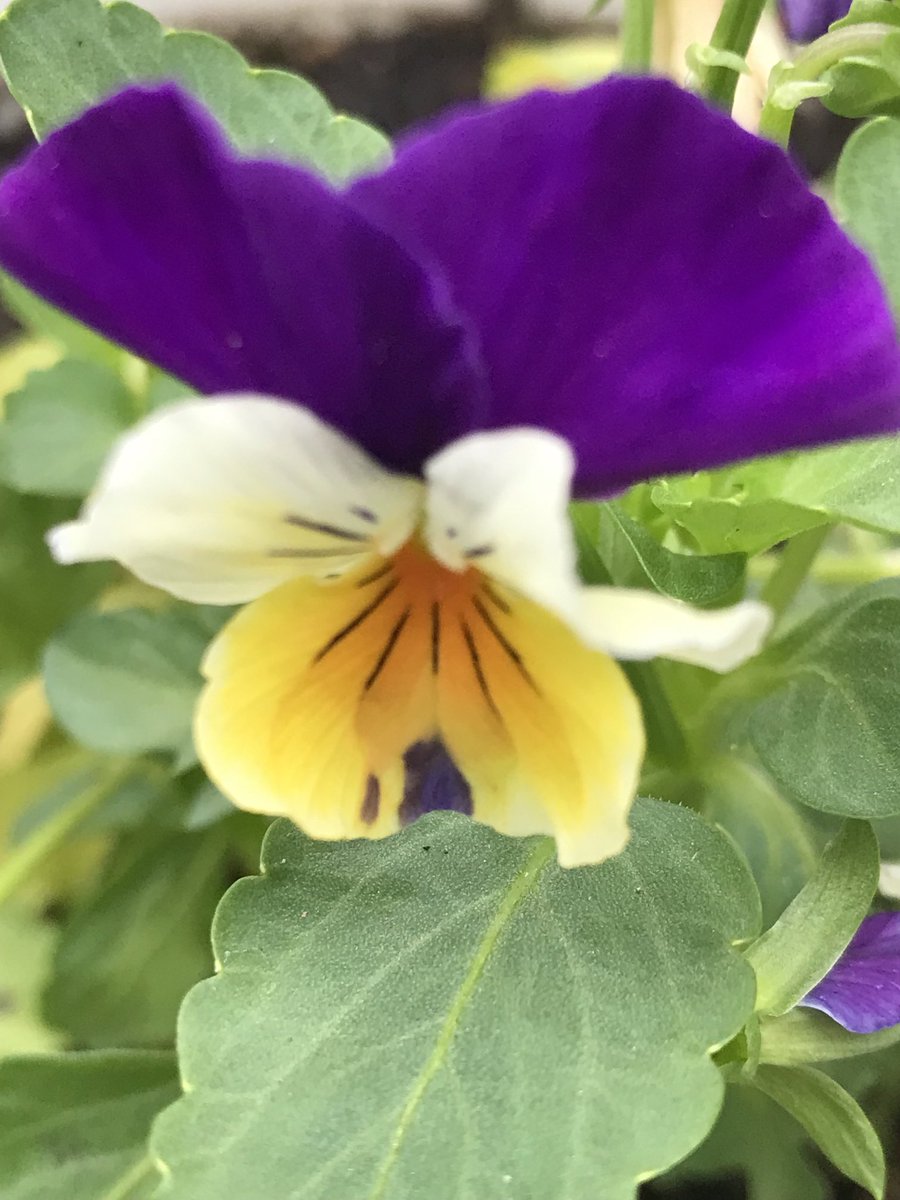 NatureGardenPCT's tweet photo. おはようございます☀
＃ビオラ
トリカラーも買いました♪ https://t.co/2FiLi3cZK0