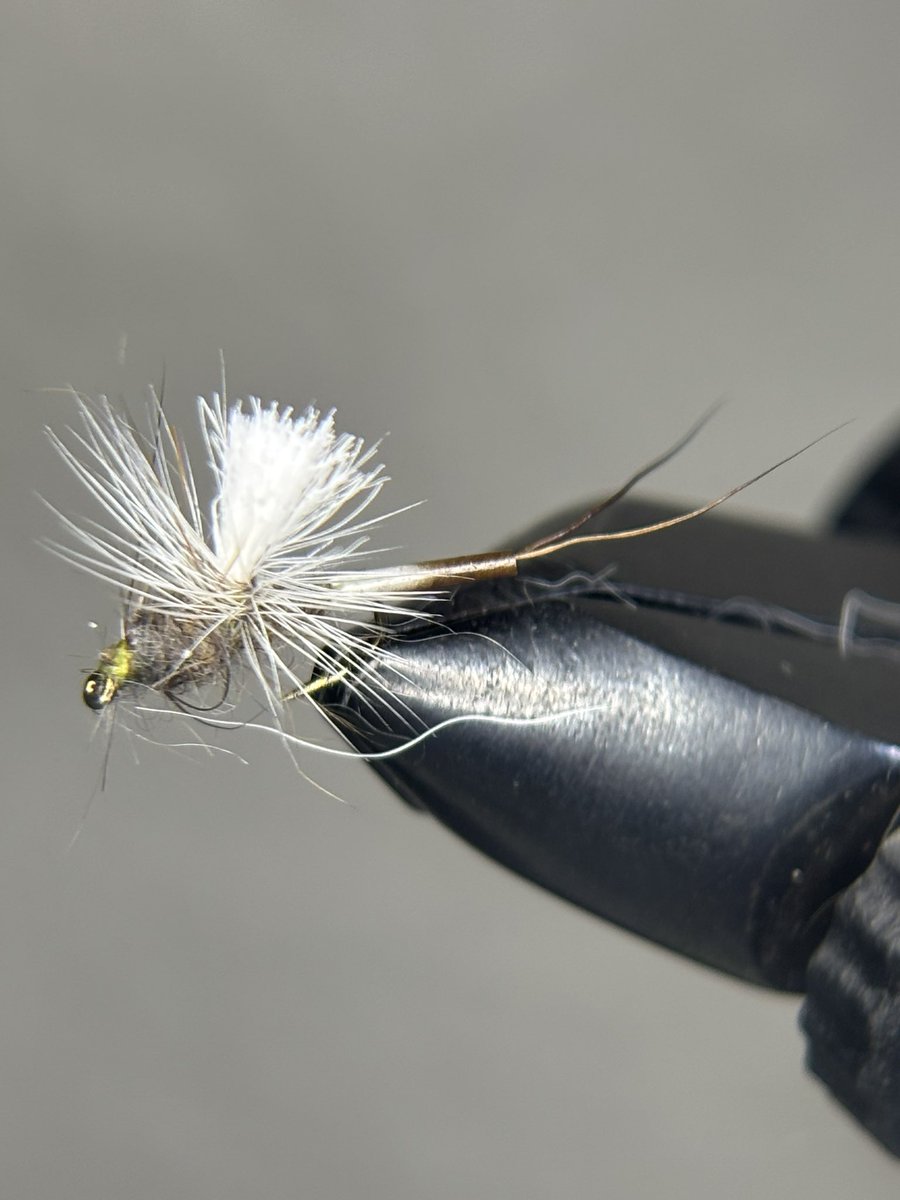 Alpine_flies's tweet photo. Ever get a little bit tired of the same dry flies. Here is a porcupine quill extended body callibeatis something a little bit different. Want some they are in esty shop https://t.co/rOguwxhqby
#fishing #trout #flyfishing #flyfishingtrout #flytying https://t.co/Y1pShm3Nty