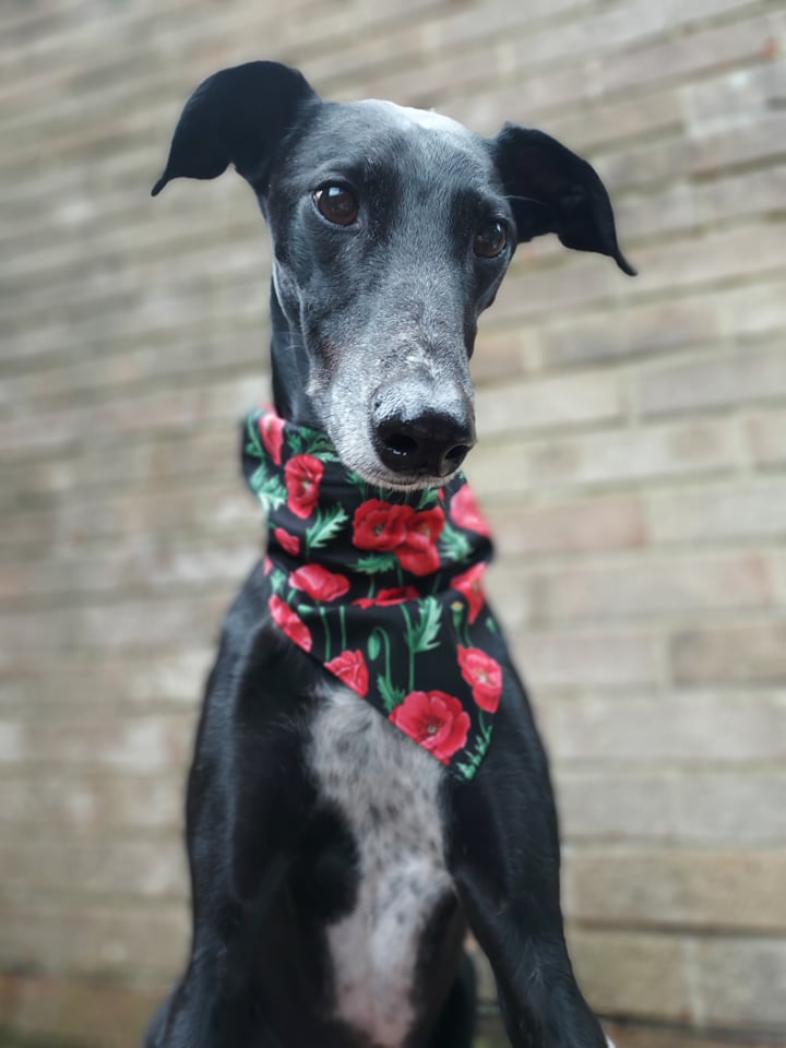 Tracey C tweet media