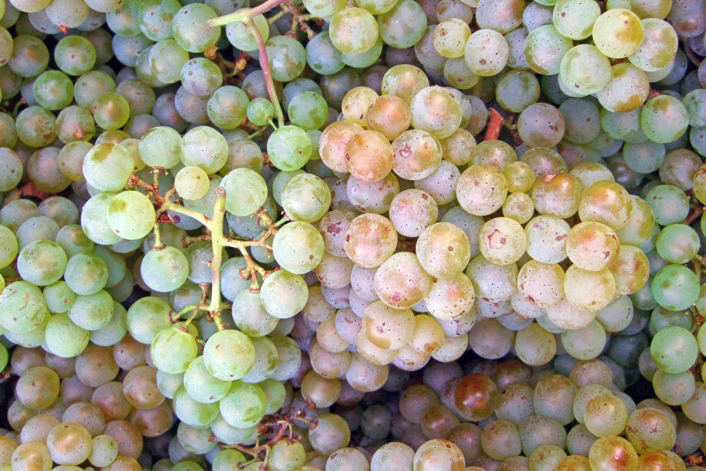 Pinot blanc, weissburgunder or klevner (as it is sometimes known in Alsace), is a grape which deserves more attention in New Zealand. buff.ly/4eEhFXd