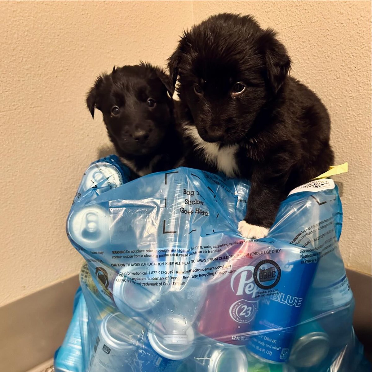 Oregon BottleDrop tweet media