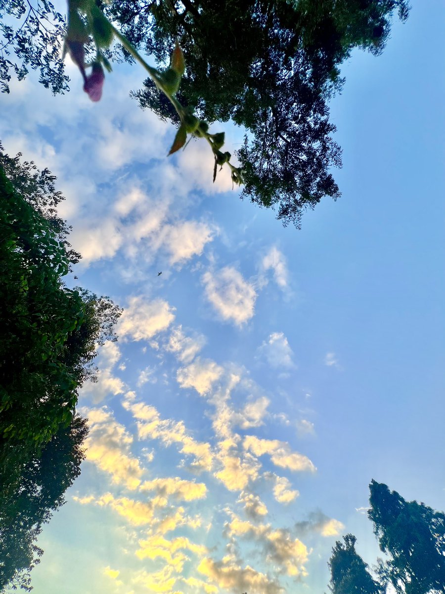 a_d9isy's tweet image. I needed some fresh air. 

🌬️🧘🏽‍♀️

#OutForAWalk 🌼