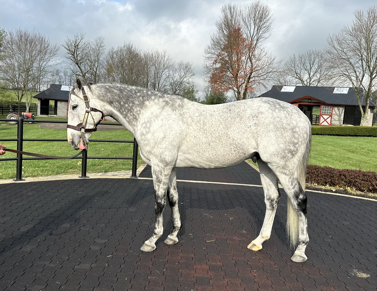 PoloGreenStable's tweet image. Hey, Tacitus! I’m serious and sending mares to your way again so would you please let me take a nice picture without your tung hanging out⁉️😛😜😝🤪
#Tacitus @TMStallions