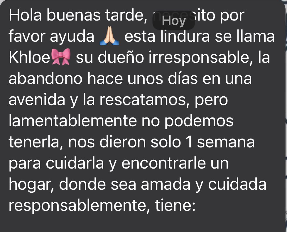 peravi's tweet photo. CASO EXTERNO
Khloe busca hogar
Cercado de Lima 
Edad: 2 años
Tamaño mediano chico.
* Se entregara esterilizada 
Vacunas al día
Contacto: 929546408 / 970800179 https://t.co/NdfjRvu2A5