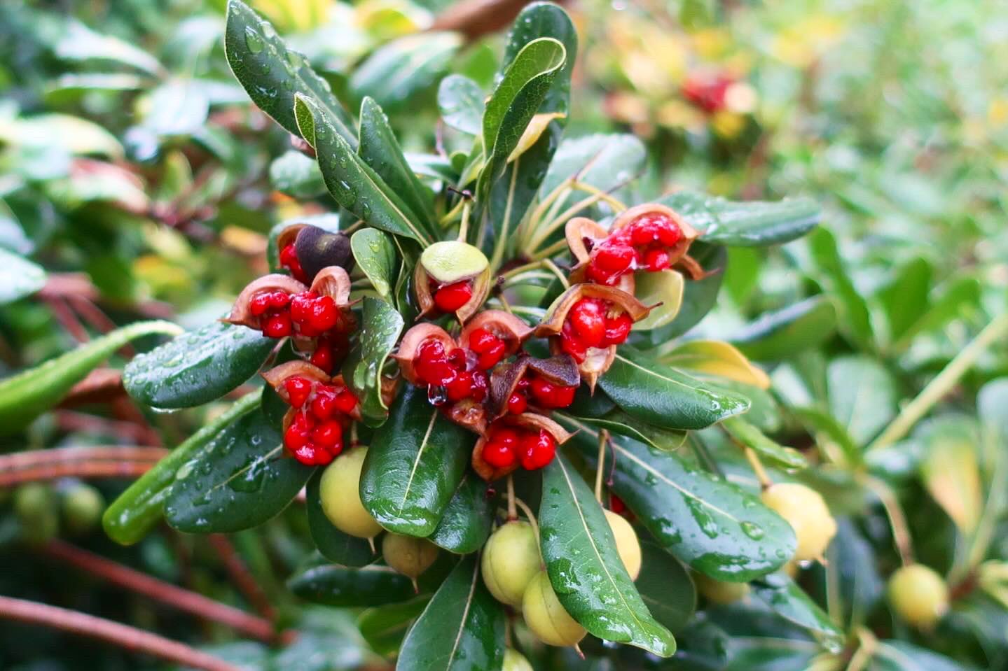 ☆セントジェームスロングかわいいハートサイズT2(S)万博フランス館限定☆