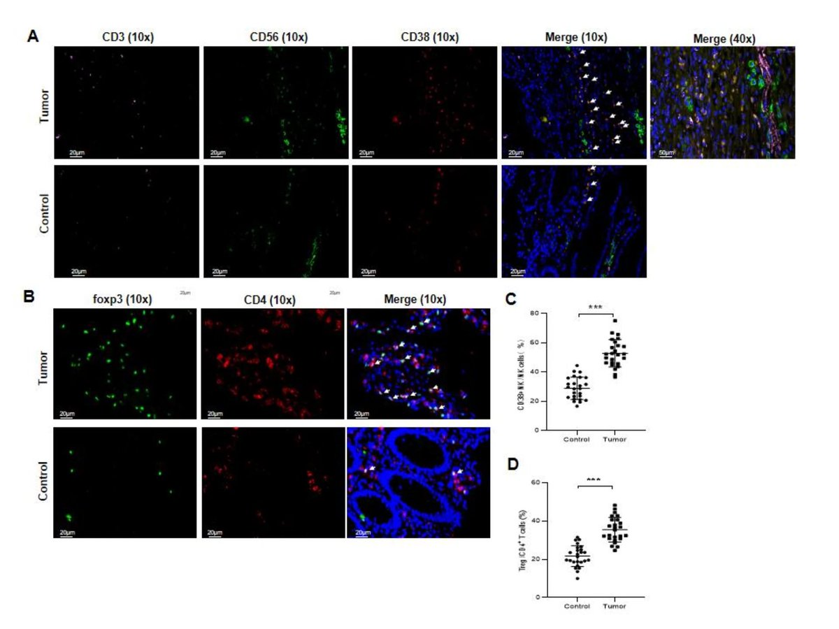 CD38 modulates cytokine secretion by NK cells through Sirt1/NF-κB signaling pathway
nature.com/articles/s4159…