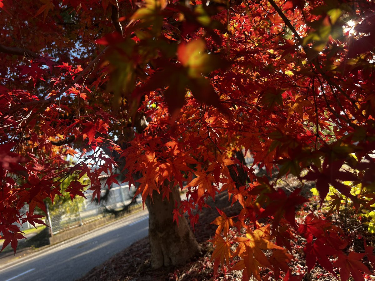 seo_mill's tweet photo. おはようございます！
富山県 #高岡市 の天気は晴れ☀️

11月ももう下旬ですね🍁
寒さも本格的になってきました🥶
我が家では湯たんぽも今週から活躍中です😳
冬タイヤも交換しなければ…🚗🛞

本日もよろしくお願いします☺️

#富山𝕏会  ＃ものづくり
#企業公式が毎朝地元の天気を言い合う https://t.co/CvsmO7ibcA