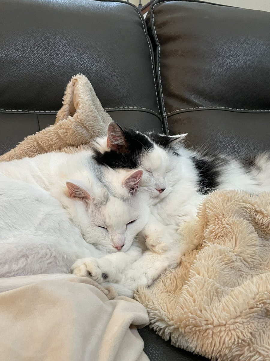 Hi cats and frens, we have decided to move over to Bluesky. Our info is @ cecepearl.bsky.social 😻 Hope to see you all over there! #CatsOfTwitter #kitty #blueskyapp 

bsky.app/profile/cecepe…