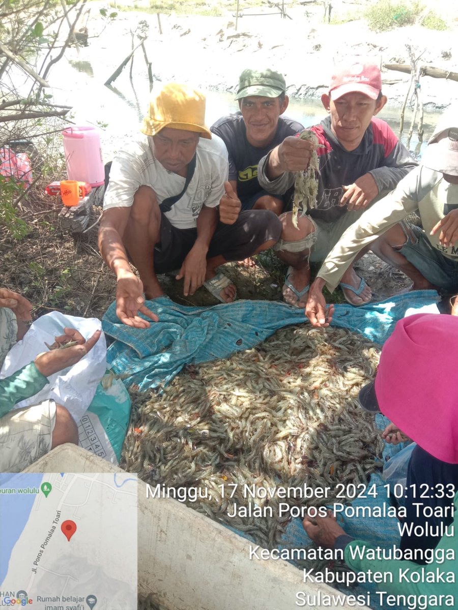 ashar_junianto's tweet photo. Minggu (17/11/2024), Ashar Junianto, S.Pi, Luhkan Kab. Kolaka, di  pdkn Budidaya Lestari Kec. Watubangga, panen udang vaname Tambak Tradisional, Sbnyk 150 kg, Luas 0,5 ha, size 100 an, hrga Rp. 40.000/kg.

#GiatLuhkanSatminkalMaros #Kolaka #Panen @BRPBAP3_Maros https://t.co/n4prIr1Zu4