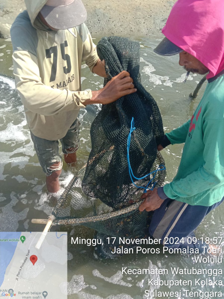 ashar_junianto's tweet photo. Minggu (17/11/2024), Ashar Junianto, S.Pi, Luhkan Kab. Kolaka, di  pdkn Budidaya Lestari Kec. Watubangga, panen udang vaname Tambak Tradisional, Sbnyk 150 kg, Luas 0,5 ha, size 100 an, hrga Rp. 40.000/kg.

#GiatLuhkanSatminkalMaros #Kolaka #Panen @BRPBAP3_Maros https://t.co/n4prIr1Zu4