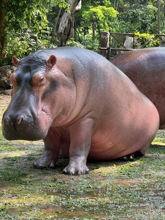 KhaokheowZoo's tweet photo. 7 ขวบ  #ขาหมู #khaokhoeozoo https://t.co/61DaQFggc2