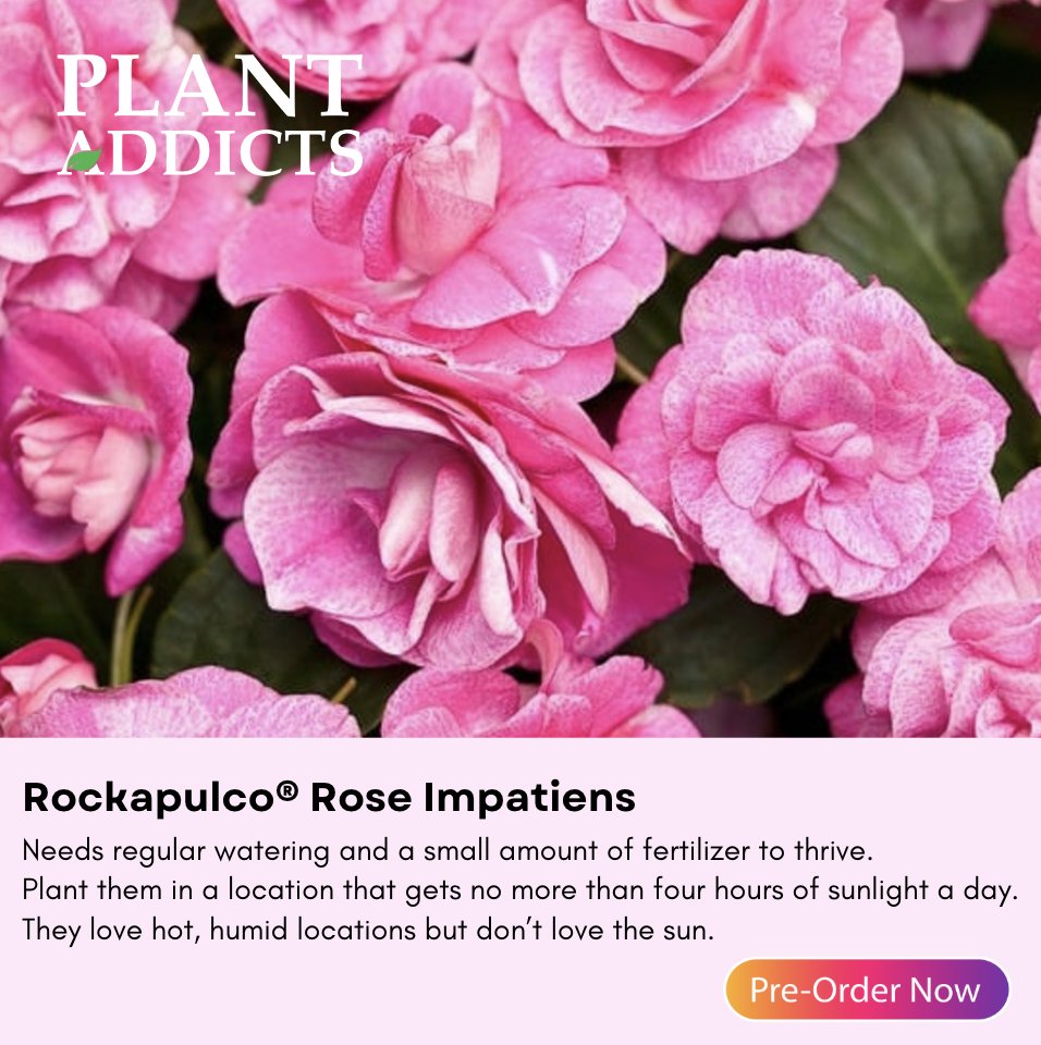 plantaddicts's tweet image. 🌸🌿 Brighten up your garden with Rockapulco Rose Impatiens! Easy to grow and care for, they are a must-have for any garden enthusiast. 🌺✨ #Gardening #Flowers #GardenLover #RockapulcoRose #Impatiens #ShadeGarden #FlowerPower
plantaddicts.com/rockapulco-ros…
