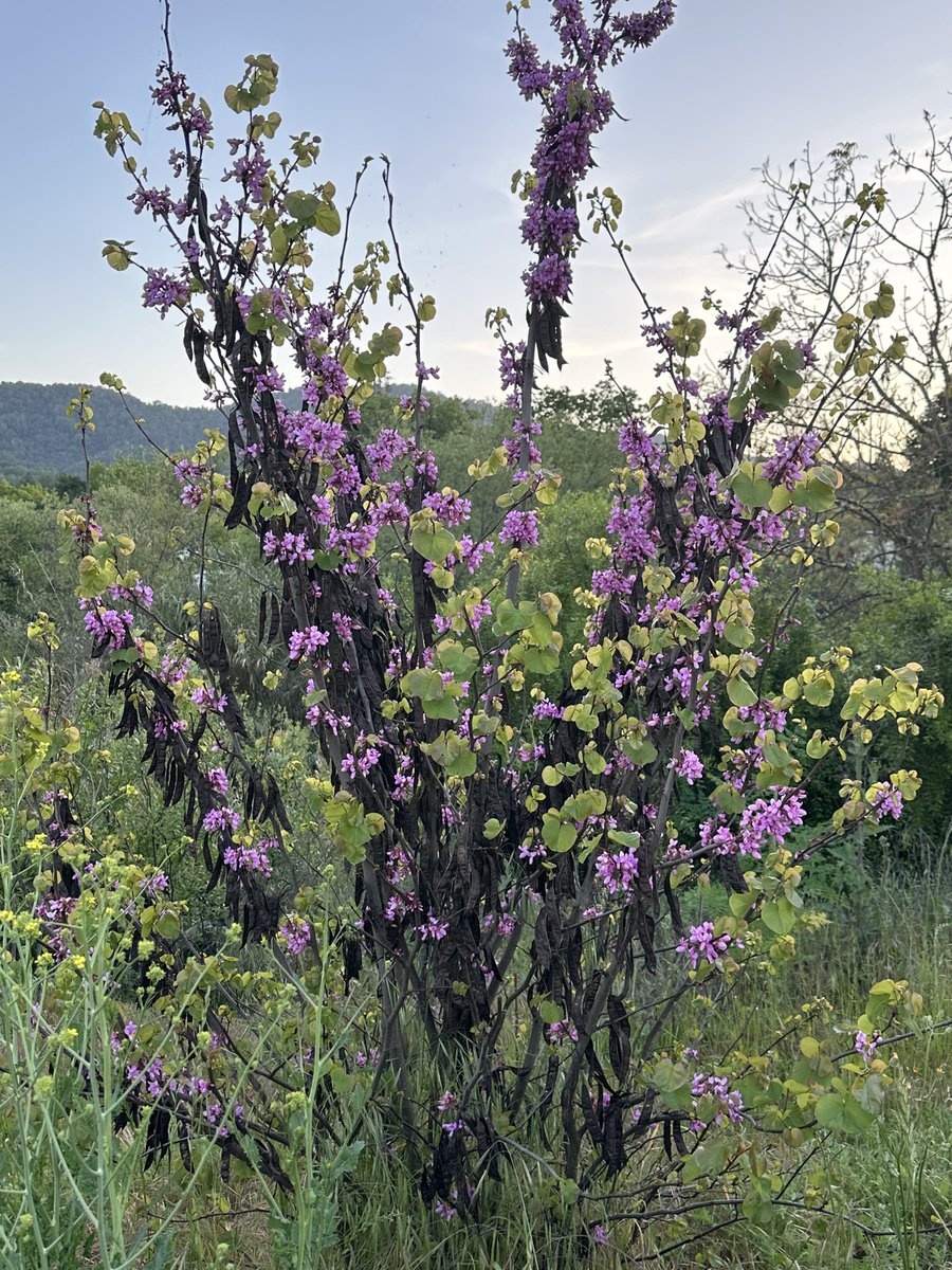 Justin Singh tweet media