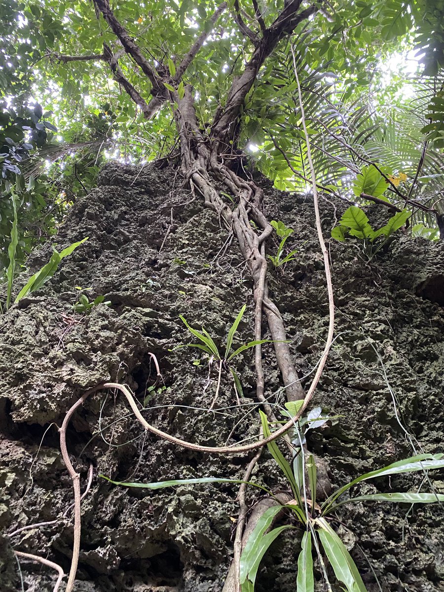 石垣島に来ました