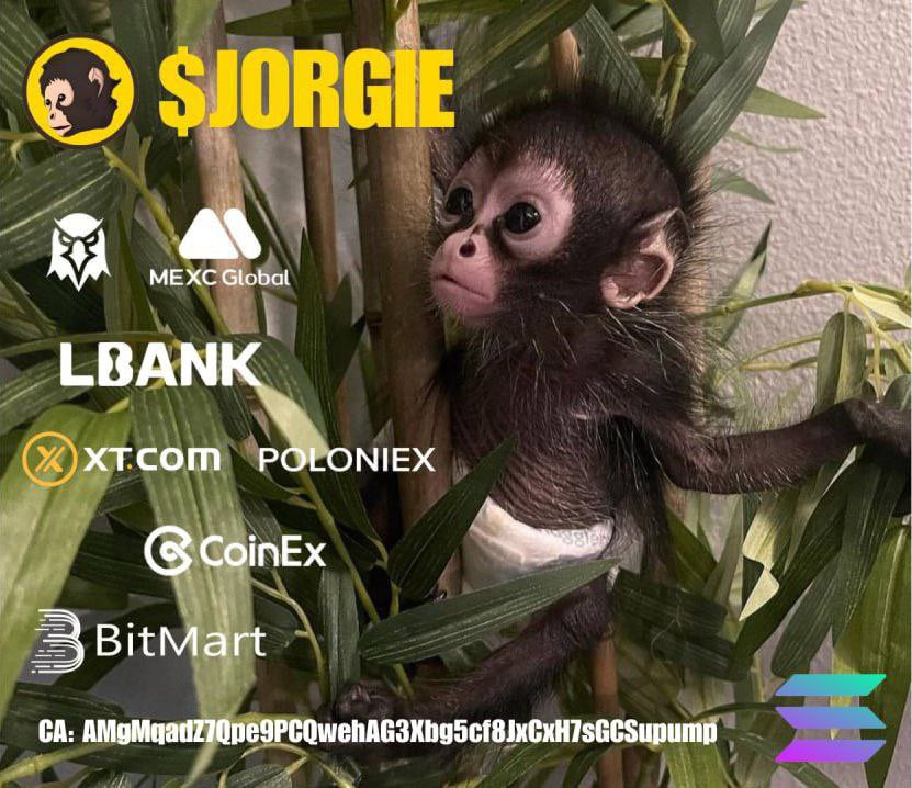 ukcryptoqueen's tweet photo. Not in the $JORGIE community! Bunch of absolute chads.

Did you hear  the crazy story about our lil spider monkey?

He’s been all over the news. 

Token is less than a week old. MEXC holding large supply…hmmm IYKYK 🤨

Check us out @JORGIEsolana @JorgieSolCTO 

We’ll be on the @K1d_Crypt0 @WALTER_DEFI show again this week.