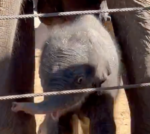 0xbsun's tweet photo. @KirbyElephant @houstonzoo https://t.co/uQuVfZ2I5A
