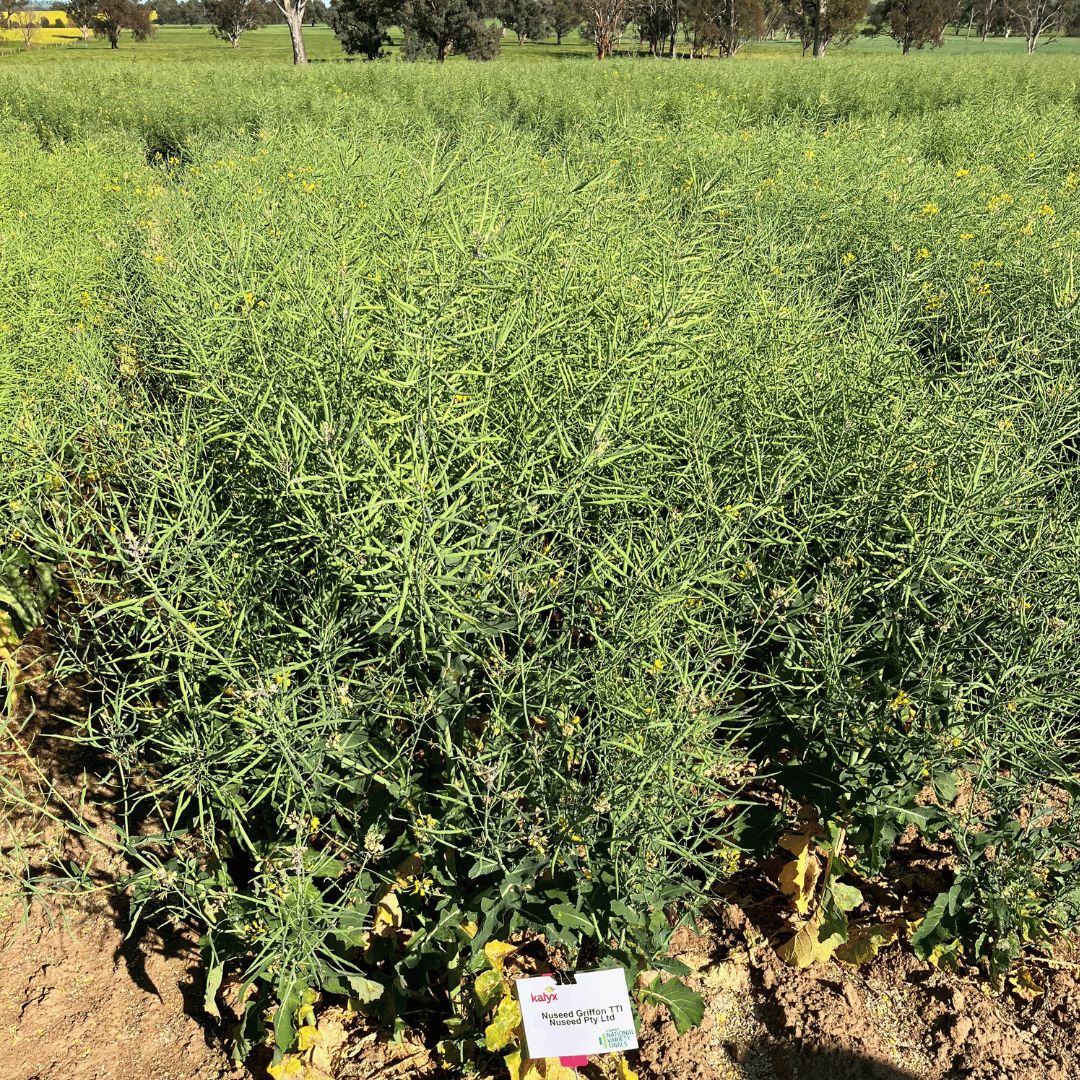 🌱 NVT field days provided growers across Aus the chance to learn about the latest agronomic, seasonal, and technical updates.

In mid-October at the NVT field day in #Gerogery, NSW, Ash Bryant, Nuseed ASM, shared insights on Nuseed Eagle TF and the new Nuseed Griffon TTI.