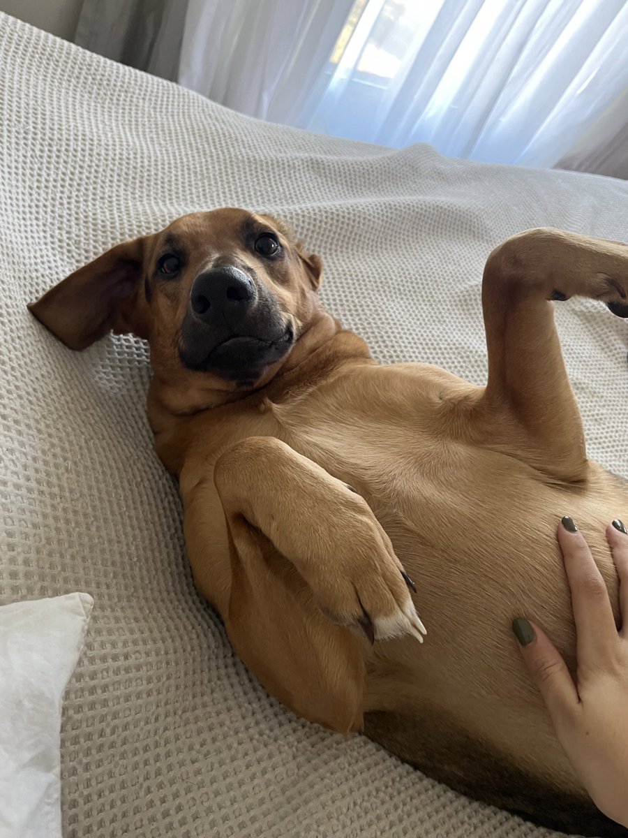 Abro hilo con Pepa para concientizar sobre la adopción de perros callejeros (muestren a sus peludos👇🏽):