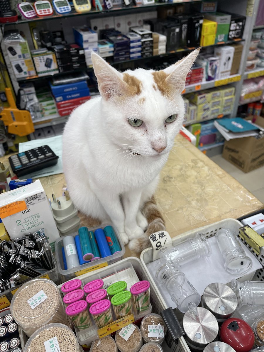 雜貨鋪的貓