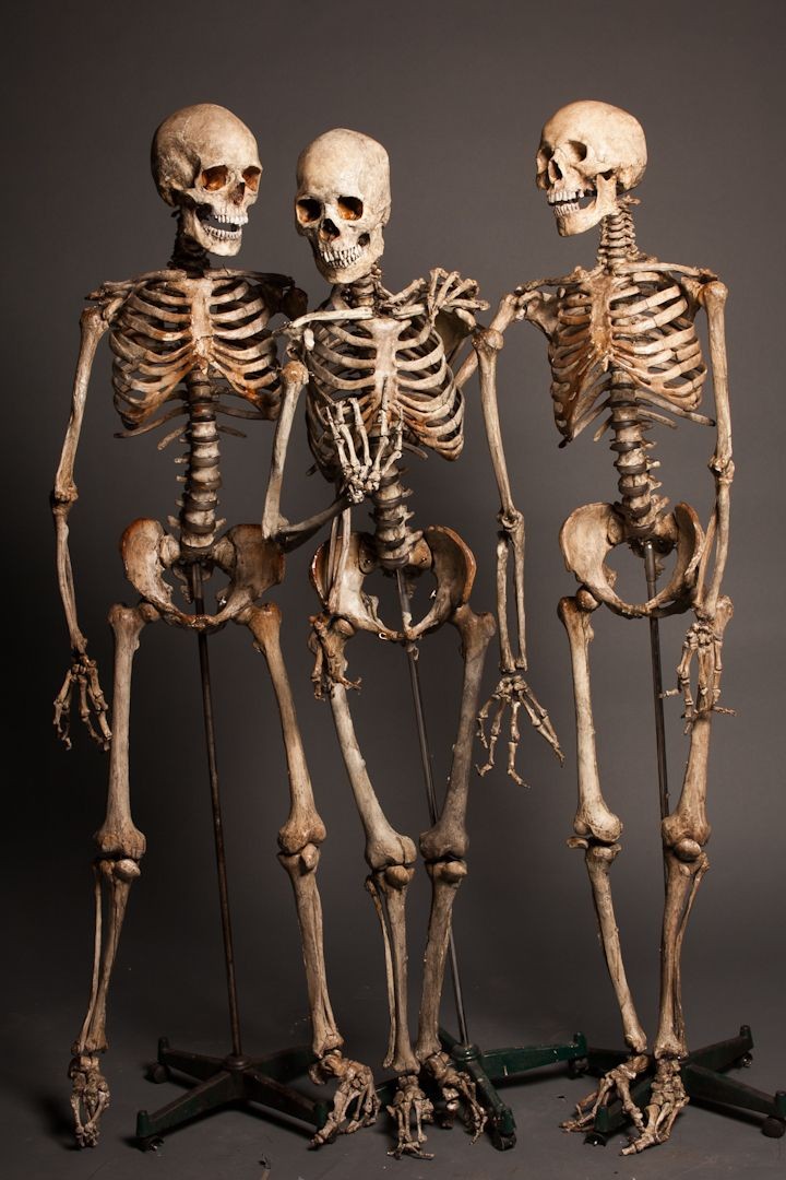 BunnieKat1962's tweet photo. Conversations with #Skeletons 
I what they're talking about? 
#CaptionThis https://t.co/f9MHebIjPV