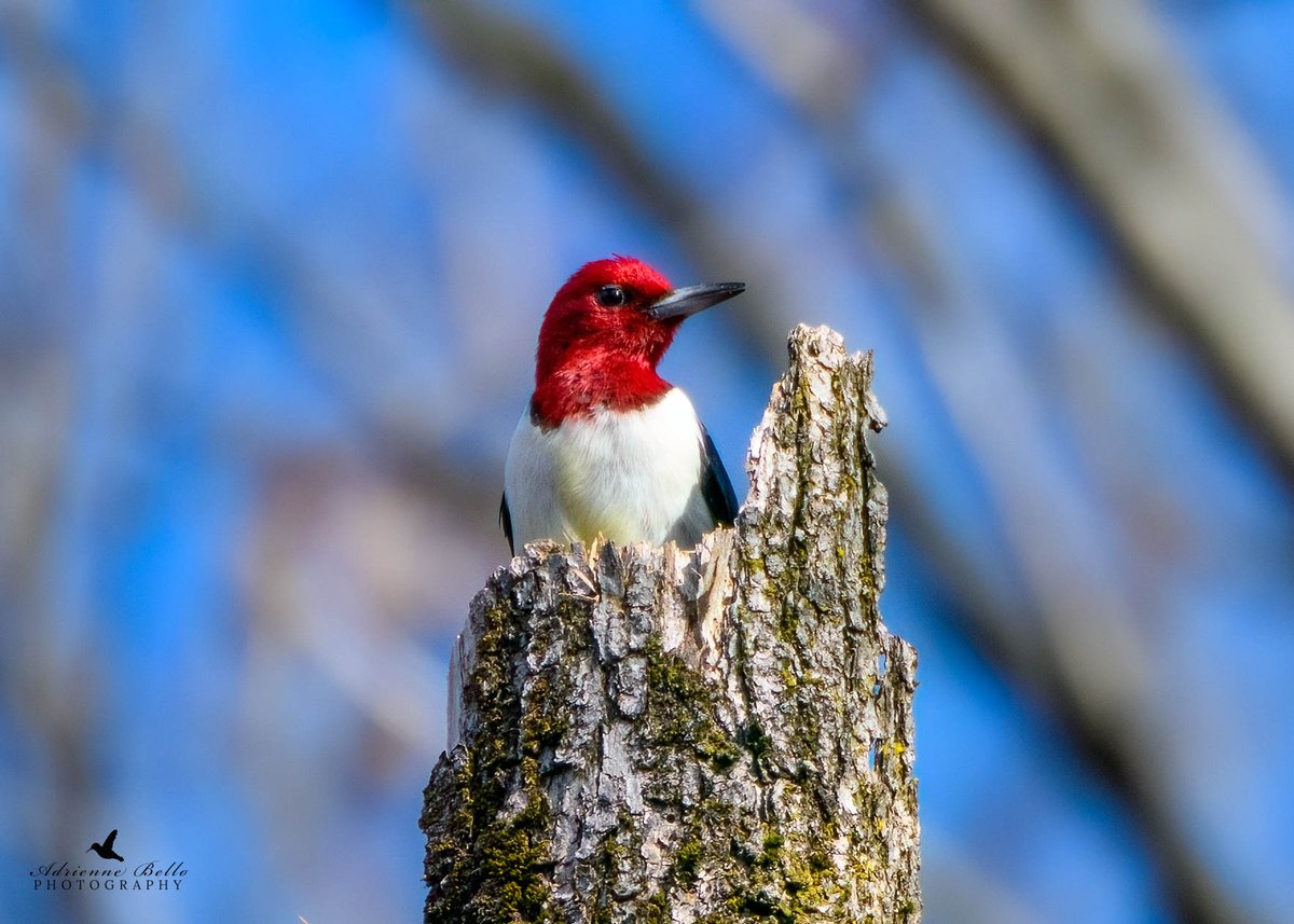 A first for me! Red Headed woodpecker!