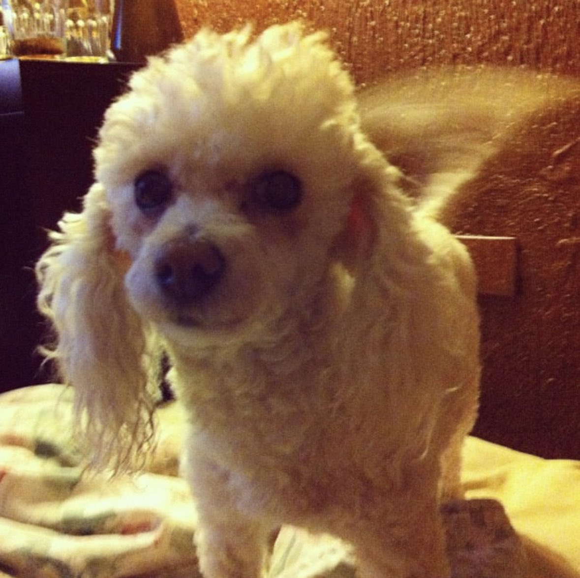 Estefaniapb's tweet photo. Hace 2 años se fue mi pedacito de cielo, todavía apareces en mis sueños.💔 te amo mi bolita 🩷 https://t.co/nnfdS7WiBA