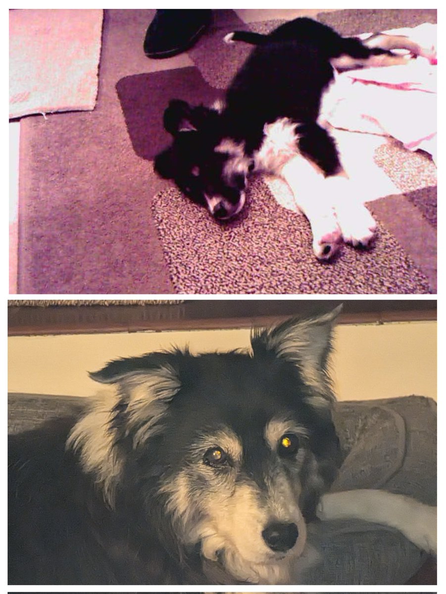 annaid73's tweet photo. First photo and last photo, 17 years of Saffi in-between. It's been a blast. #bordercollie #sheepdog https://t.co/nBkKWwoIT7