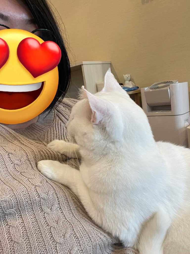NARAno_sub's tweet photo. 猫はいいぞ https://t.co/sYlsgChBBY