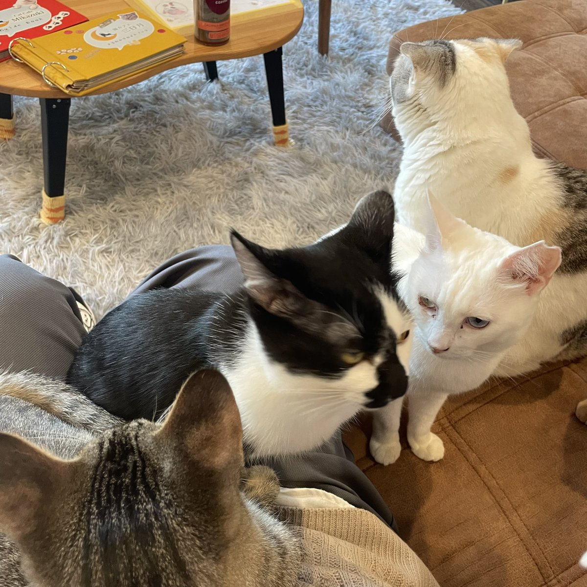 NARAno_sub's tweet photo. 猫はいいぞ https://t.co/sYlsgChBBY