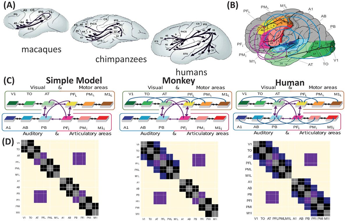 Alessandro Crimi 🧠🧬🔬🩺( @alecrimi.bsky.social ) (@dr_alex_crimi) on Twitter photo "Can human #brain connectivity explain verbal working memory?"
(Re)Modelling primate brain connectivity to explain human verbal working memory tandfonline.com/doi/full/10.10…
<a href="/StephForkel/">Stephanie Forkel</a> <a href="/R3RT0/">Roberto Toro r3rt0@mstdn.social r3rt0.bsky.social</a> "Can human #brain connectivity explain verbal working memory?"
(Re)Modelling primate brain connectivity to explain human verbal working memory tandfonline.com/doi/full/10.10…
<a href="/StephForkel/">Stephanie Forkel</a> <a href="/R3RT0/">Roberto Toro r3rt0@mstdn.social r3rt0.bsky.social</a>