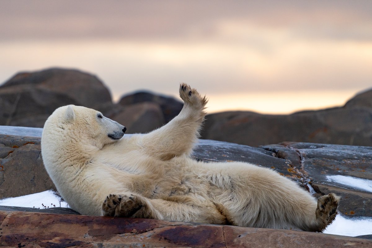 I've always been a sucker for rare / unusual pictures...

What's on that lady bear's mind?