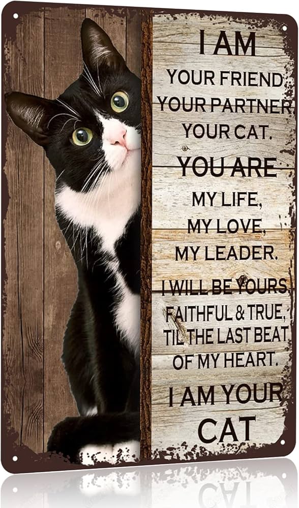 I am your cat 😻