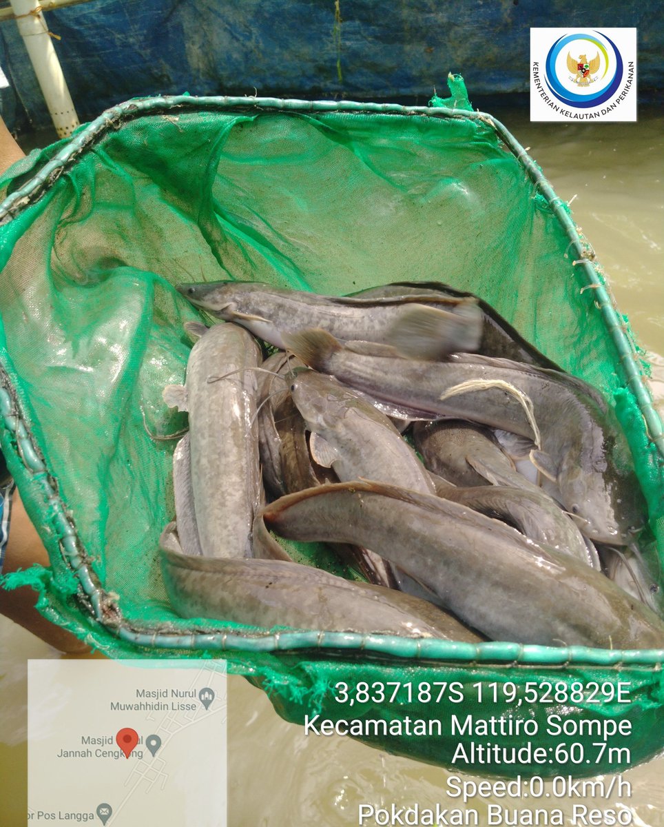 MLuhkan's tweet photo. Muliyati,Rabu(20/11/2024)Muliyati,Luhkan kab.pinrang,Baharuddin di Pokdakan Buana Reso,Desa Mattombong,panen selektif ikan lele,kolam terpal,sebanyak 25kg, harga jual Rp.17.500/kg
#GiatLuhkanSatminkalMaros
#Pinrang
#Panen
#Luhlapor
@bppsdm_kp 
@BRPBAP3_Maros https://t.co/m4S5mDSw7h