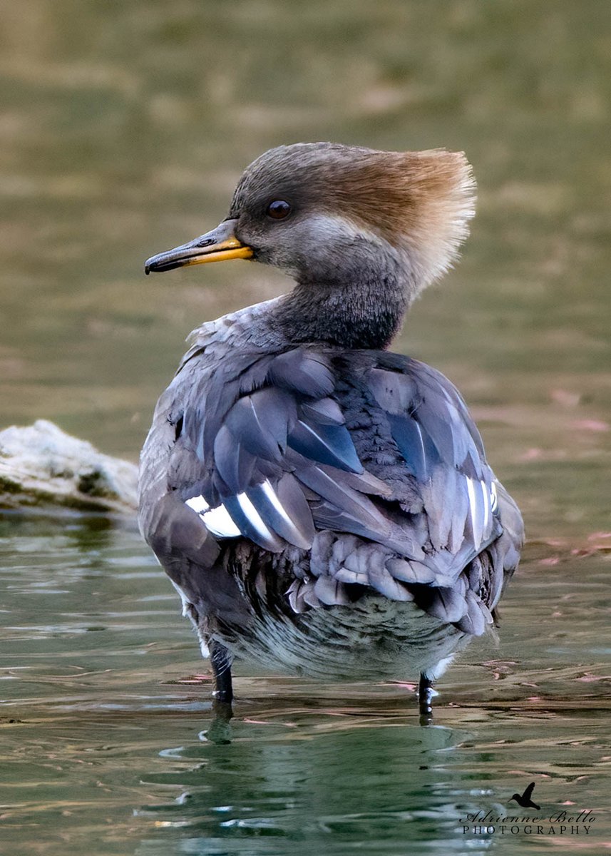 Hooded merganser passing through.