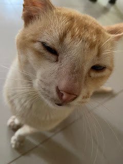 How to listen to your emotions ? ☯️ wellnesssimplifiednow.blogspot.com/2024/07/listen…

#emotionalintelligence #emotions #feelings #mentalhealth #psychology