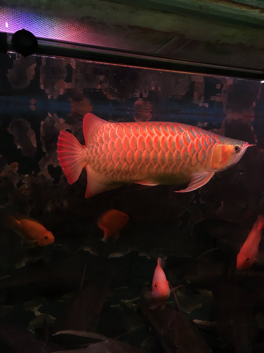 ShannF's tweet photo. Watcha lookin' at? 👀😁

Super Red Arowana! 🔥 https://t.co/FB1v9gmJUd