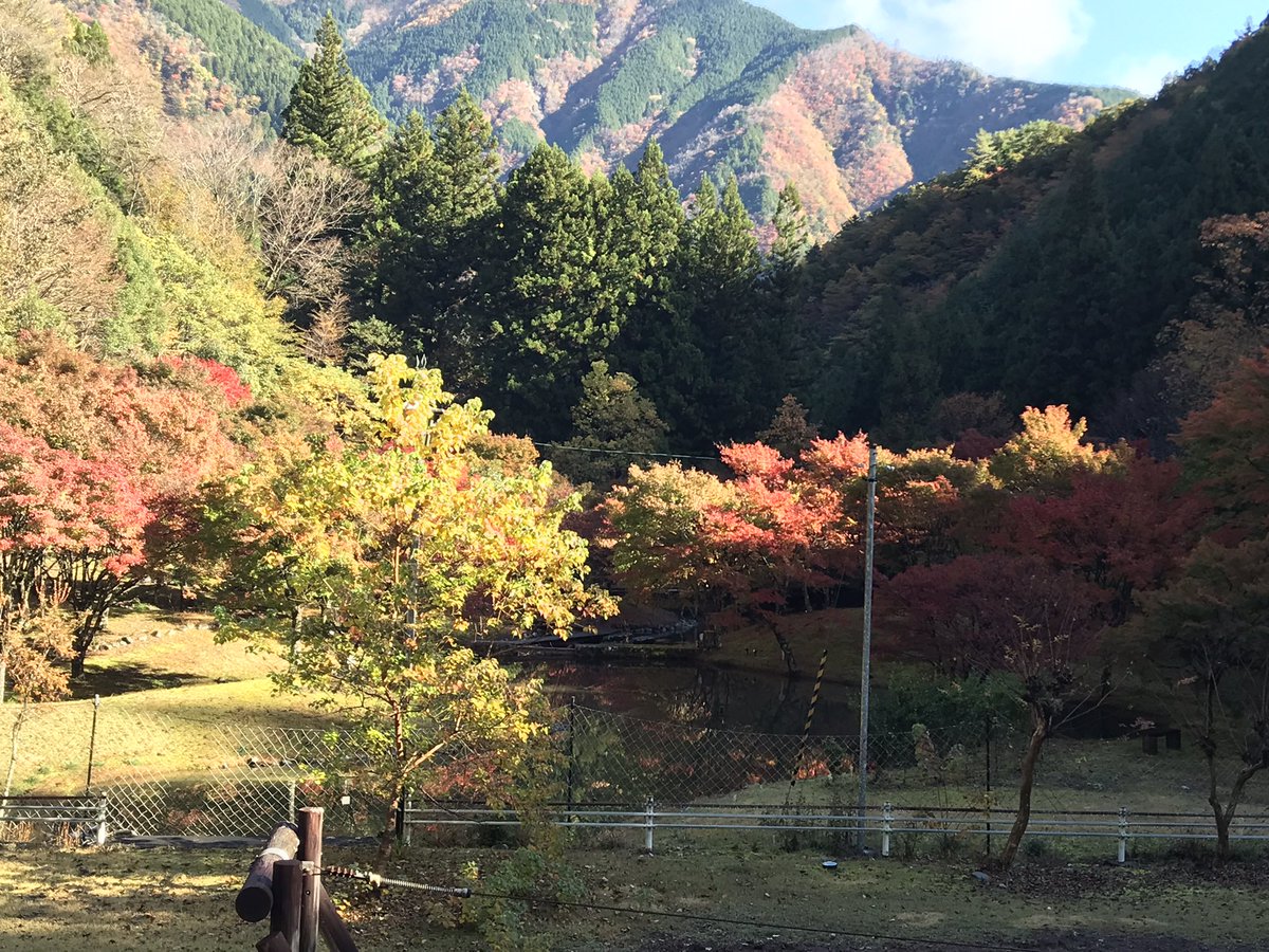 kuretake2985's tweet photo. おはようございます🍁
今朝の紅葉🍁です...🍁
今年は12月まで見れるかな〜？ https://t.co/6t9VSkU2ZE